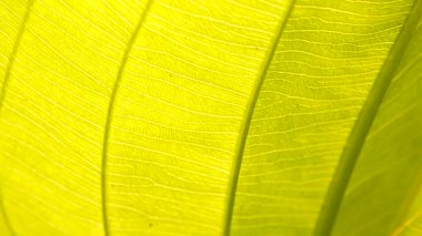 4K Yakın plan, Yeşil, rüzgarda ve güneş ışığında hareket ediyor.