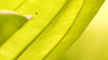 4K Yakın plan, Yeşil, rüzgarda ve güneş ışığında hareket ediyor.