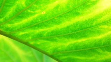 4K Yakın plan, Yeşil, rüzgarda ve güneş ışığında hareket ediyor.