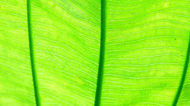 4K Yakın plan, Yeşil, rüzgarda ve güneş ışığında hareket ediyor.
