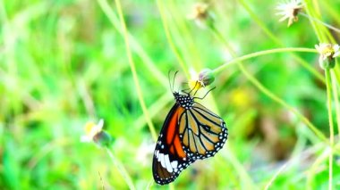 4K Tayland kelebeği bahçe bahçesinde yaz çiçeği ve kelebek çiçeği kelebeği