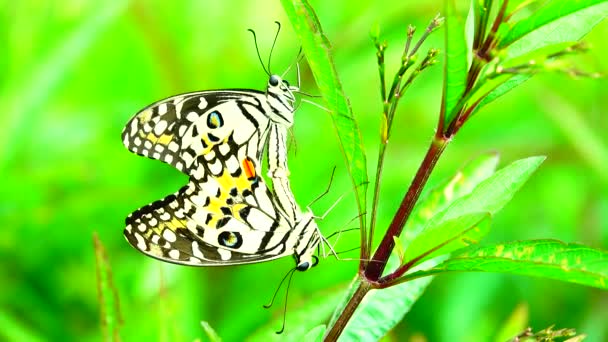 Thai Butterfly Garden Garden Summer Flower Butterfly Flower Butterfly Flower — Stockvideo