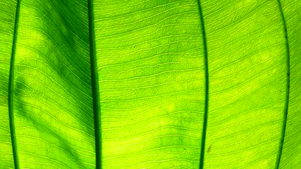 Primer Plano Permiso Verde Movimiento Viento Luz Del Sol — Vídeos de Stock