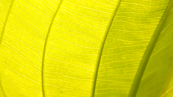 Primer Plano Permiso Verde Movimiento Viento Luz Del Sol — Vídeo de stock