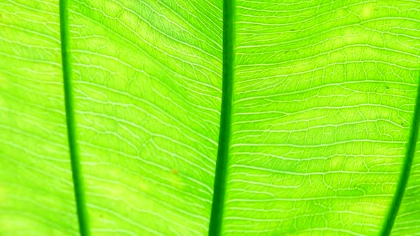 4Kクローズアップ 風と太陽の光で動く緑の葉 — ストック動画