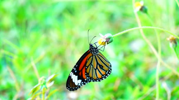 Papillon Thaïlandais Dans Jardin Jardin Fleur Été Papillon Fleur Papillon — Video