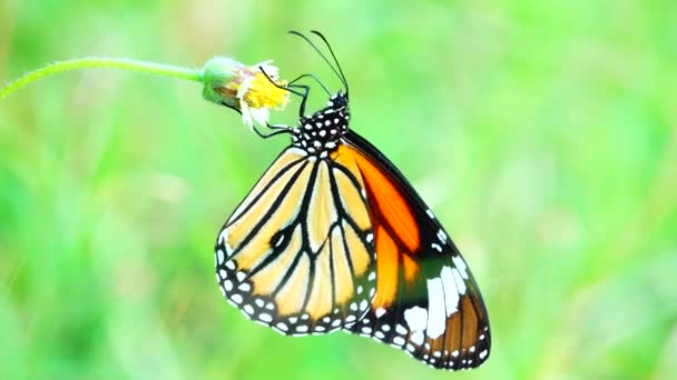 Papillon Thaïlandais Dans Jardin Jardin Fleur Été Papillon Fleur Papillon — Video