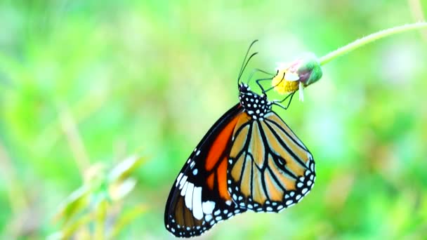 Tajski Motyl Ogrodzie Ogród Lato Kwiat Motyl Kwiat Motyl Motyl — Wideo stockowe