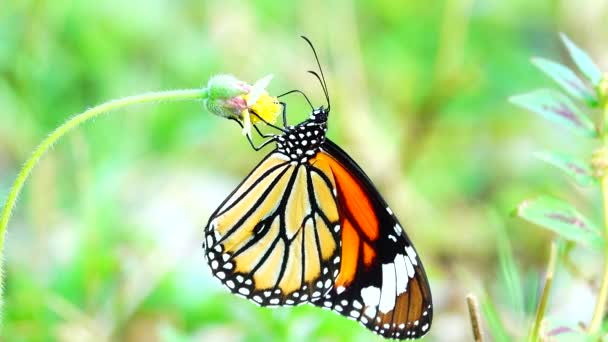Thajský Motýl Zahradě Letní Květina Motýl Květina Motýl Květina Motýl — Stock video