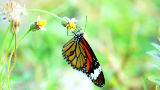 Tajski Motyl Ogrodzie Ogród Lato Kwiat Motyl Kwiat Motyl Motyl — Wideo stockowe