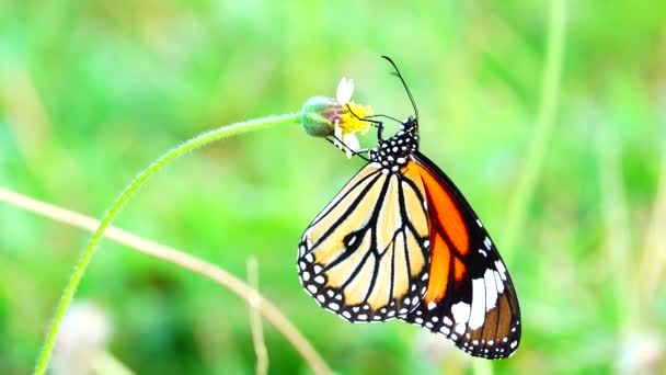 Papillon Thaïlandais Dans Jardin Jardin Fleur Été Papillon Fleur Papillon — Video