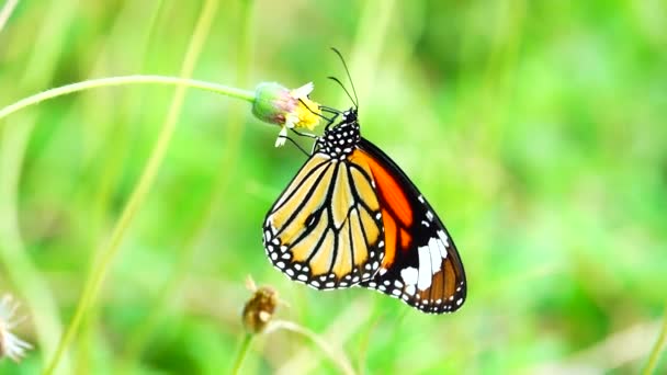 Mariposa Tailandesa Jardín Jardín Flor Verano Mariposa Flor Mariposa Flor — Vídeo de stock