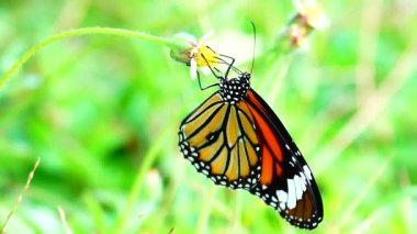 4K Tayland kelebeği bahçe bahçesinde yaz çiçeği ve kelebek çiçeği kelebeği