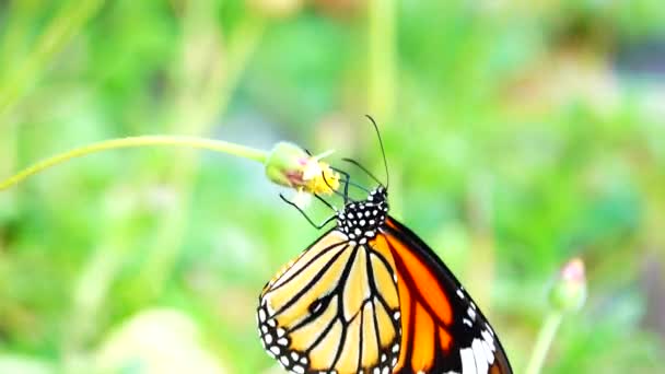 4Kタイの蝶庭の夏の花と蝶の花蝶 — ストック動画