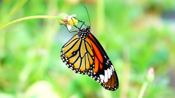 Mariposa Tailandesa Jardín Jardín Flor Verano Mariposa Flor Mariposa Flor — Vídeo de stock