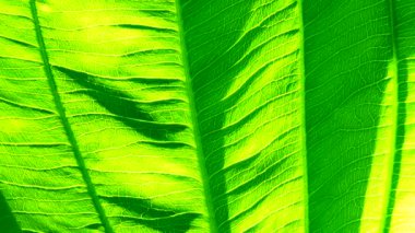 4K Yakın plan, Yeşil, rüzgarda ve güneş ışığında hareket ediyor.