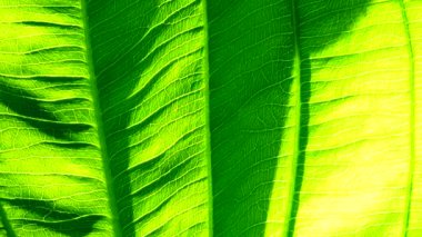 4K Yakın plan, Yeşil, rüzgarda ve güneş ışığında hareket ediyor.