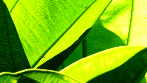 Primo Piano Permesso Verde Movimento Vento Alla Luce Del Sole — Video Stock