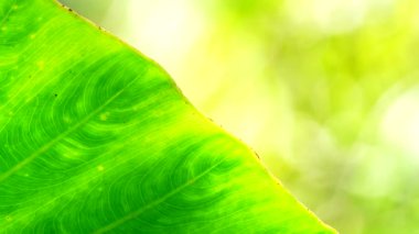 4K Yakın plan, Yeşil, rüzgarda ve güneş ışığında hareket ediyor.