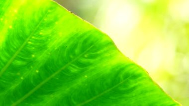 4K Yakın plan, Yeşil, rüzgarda ve güneş ışığında hareket ediyor.