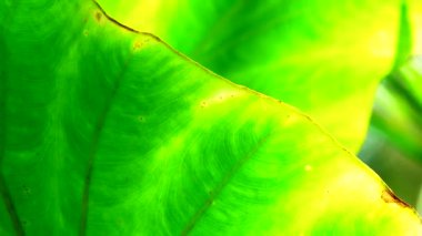 4K Yakın plan, Yeşil, rüzgarda ve güneş ışığında hareket ediyor.