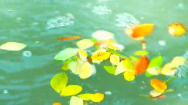 4K color leave on water moves in a glass in slow motion. Abstract green water background.