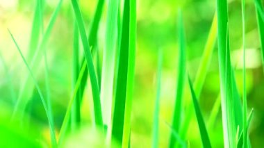 4K Yakın plan, Yeşil, rüzgarda ve güneş ışığında hareket ediyor.