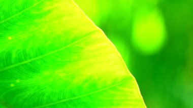 4K Yakın plan, Yeşil, rüzgarda ve güneş ışığında hareket ediyor.