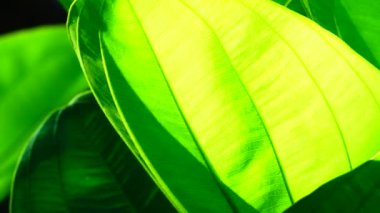 4K Yakın plan, Yeşil, rüzgarda ve güneş ışığında hareket ediyor.