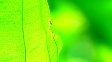 4K Yakın plan, Yeşil, rüzgarda ve güneş ışığında hareket ediyor.