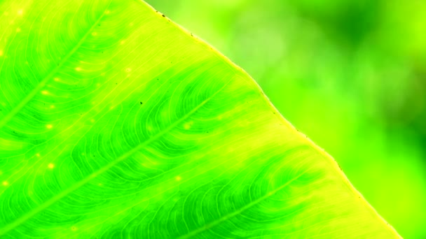 Primer Plano Permiso Verde Movimiento Viento Luz Del Sol — Vídeo de stock