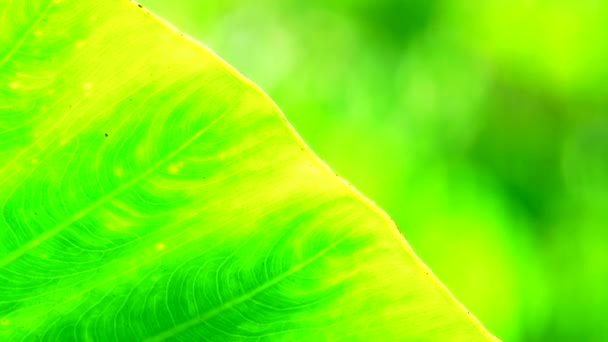 Primer Plano Permiso Verde Movimiento Viento Luz Del Sol — Vídeo de stock