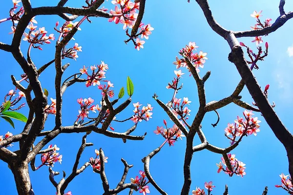 Plumeria Frangipani Árvore Templo Vista Superior Único Lindo Buquê Flores — Fotografia de Stock