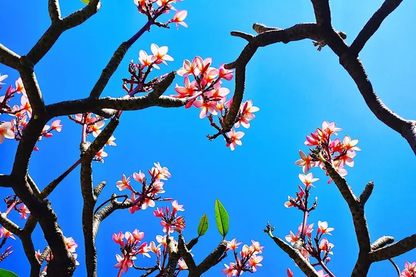 Plumeria Frangipani Árvore Templo Vista Superior Único Lindo Buquê Flores — Fotografia de Stock