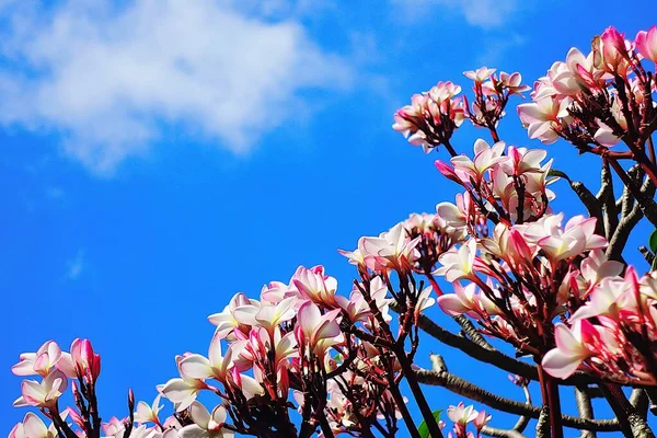 凤仙花 天坛树 顶景一朵朵美丽的黄白相间的水仙花 在蓝天的背景下与世隔绝 关闭热带花卉 — 图库照片