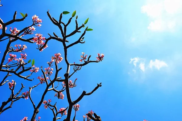 凤仙花 天坛树 顶景一朵朵美丽的黄白相间的水仙花 在蓝天的背景下与世隔绝 关闭热带花卉 — 图库照片