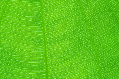 Yeşil yaprak doğa dokusu ve arkaplanı kapat