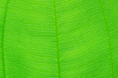 Yeşil yaprak doğa dokusu ve arkaplanı kapat