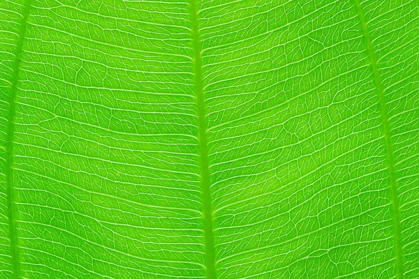 Close Textura Natureza Folha Verde Fundo — Fotografia de Stock