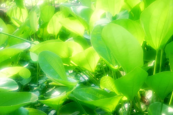 Крупним Планом Зеленому Листі Текстура Природи Фон — стокове фото