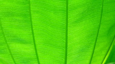 4K Yeşil yaprak doğa dokusu ve arkaplanı kapat