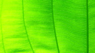 4K Yeşil yaprak doğa dokusu ve arkaplanı kapat