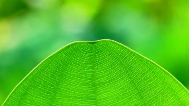 4K Yeşil yaprak doğa dokusu ve arkaplanı kapat