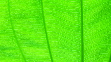 4K Yeşil yaprak doğa dokusu ve arkaplanı kapat