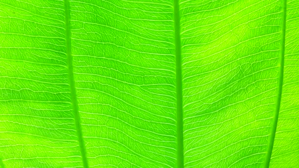 Close Green Leaf Nature Texture Background — Stock Video