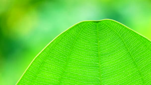 Крупним Планом Зеленому Листі Текстура Природи Фон — стокове відео