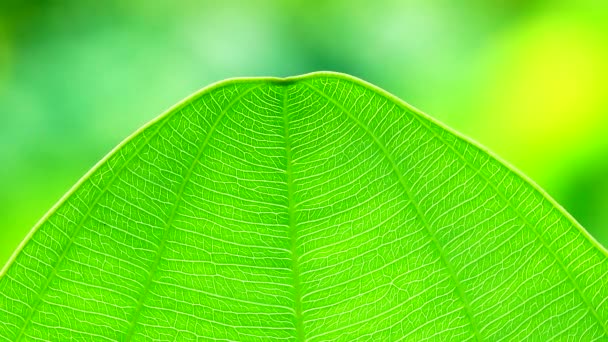 Close Green Leaf Nature Texture Background — Stock video