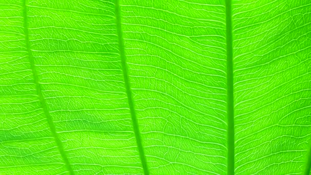 Close Groen Blad Natuur Textuur Achtergrond — Stockvideo