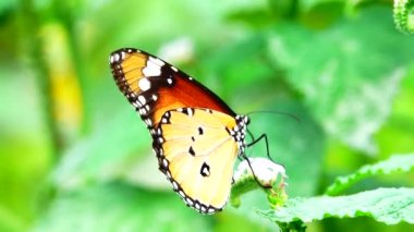 4K Tayland kelebeği bahçe bahçesinde yaz çiçeği ve kelebek çiçeği kelebeği