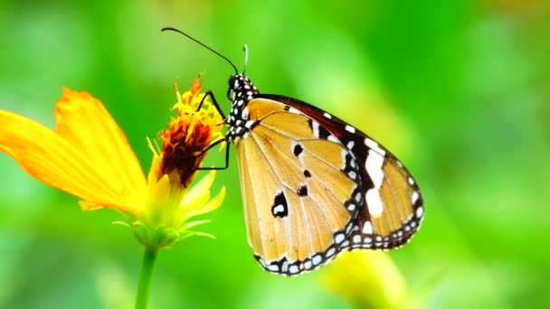 Thajský Motýl Zahradě Letní Květina Motýl Květina Motýl Květina Motýl — Stock video